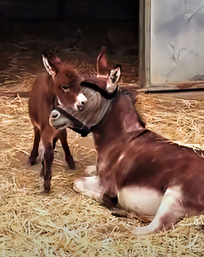 Adorable Baby Donkey That Is Full Of Energy